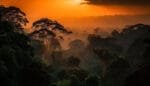 Dense tropical rainforest canopy at sunset, with mist rising through layers of trees and the sky glowing orange above the horizon