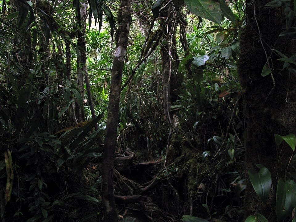 Dense jungle vegetation near the Brazil–Venezuela border with thick undergrowth, tree roots, and limited visibility.