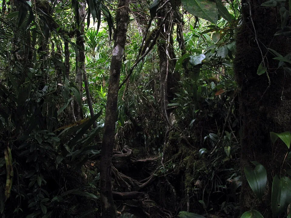 Dense jungle vegetation near the Brazil–Venezuela border with thick undergrowth, tree roots, and limited visibility.