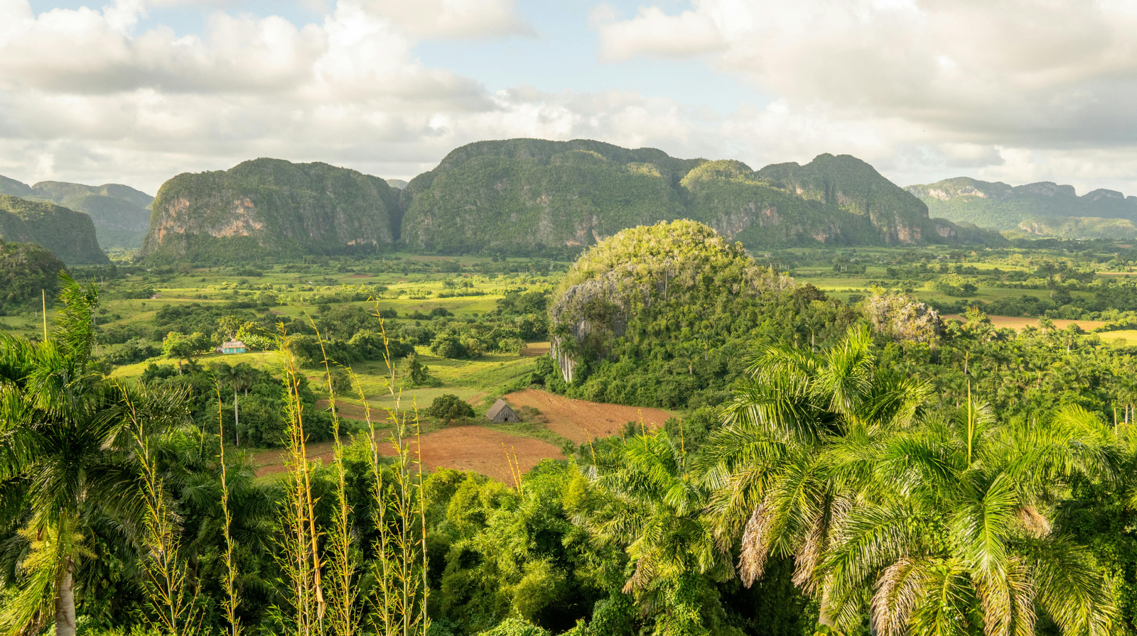 View across the Viñales Valley in western Cuba showing distinctive limestone mogote formations rising from a fertile agricultural plain, framed by palm trees in the foreground. The terrain illustrates the karst geography of the Sierra de los Órganos in the Cordillera de Guaniguanico.